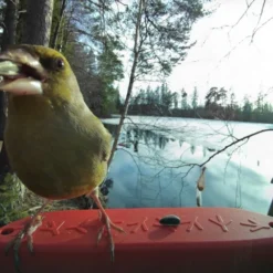 Birdbuddy Fôrautomat med Kamera Blå