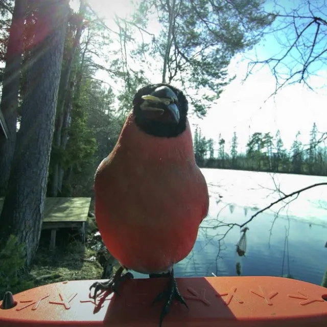 Birdbuddy Fôrautomat med Kamera Blå