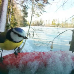 Birdbuddy Fôrautomat med Kamera Blå