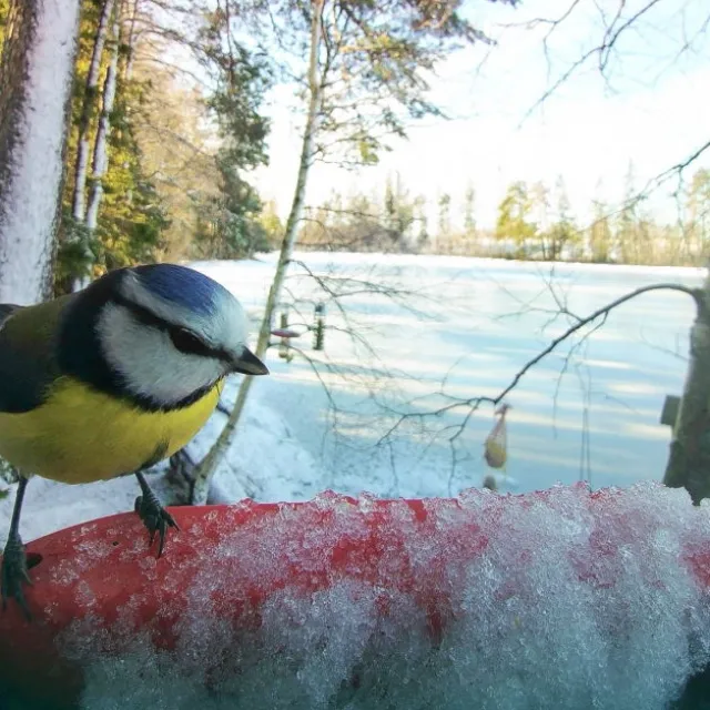 Birdbuddy Fôrautomat med Kamera Blå