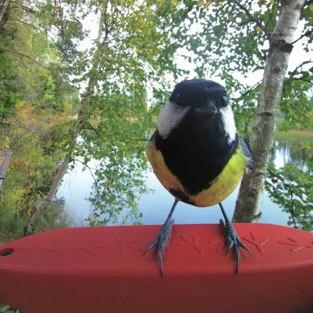 Birdbuddy Fôrautomat med Kamera Blå