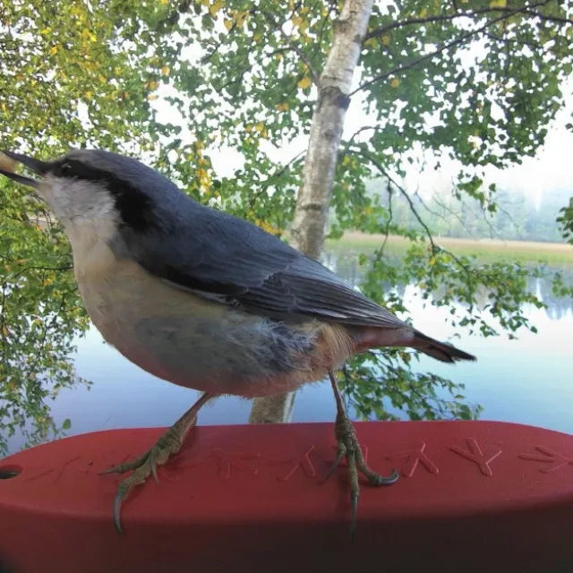 Birdbuddy Fôrautomat med Kamera Blå