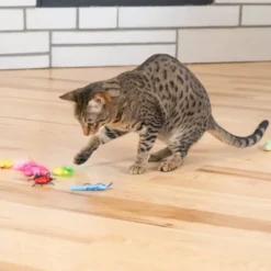 Catstages Cute As A Bug leker 6-pk