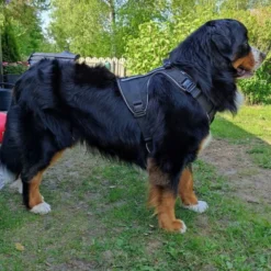 Cerberos Active Hundesele Sort