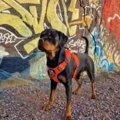 Cerberos Active Rescue Hundesele Orange