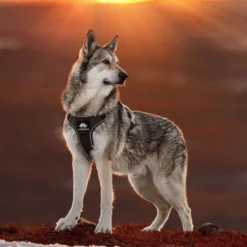 Cerberos Tactical Hundesele Sort