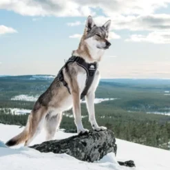 Cerberos Tactical Hundesele Sort