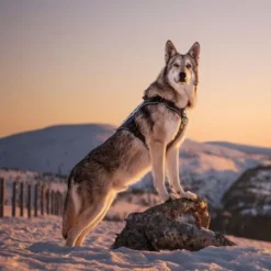 Cerberos Tactical Hundesele Sort