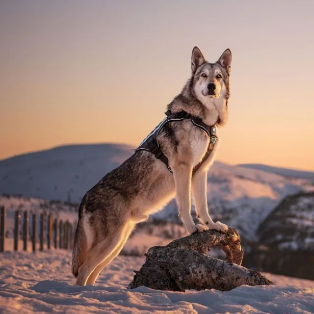 Cerberos Tactical Hundesele Sort