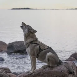 Cerberos Tactical Hundesele Beige