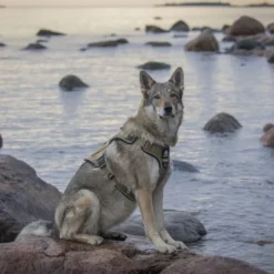 Cerberos Tactical Hundesele Beige