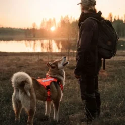 Cerberos Tactical Rescue Hundesele Orange