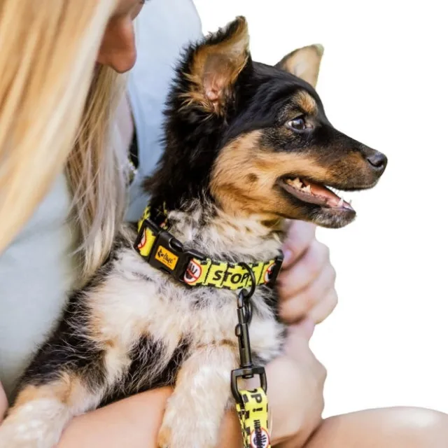 Dingo Gear Do Not Pet Halsbånd