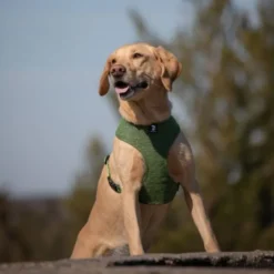 Feel Active Eco Soft Hundesele, Grønn