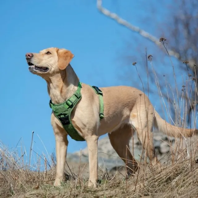 Feel Active Training harness Forest Green