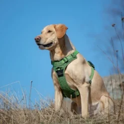 Feel Active Training harness Forest Green
