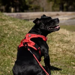 Feel Active Training Hundesele Rød