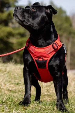 Feel Active Training Hundesele Rød