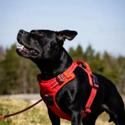 Feel Active Training Hundesele Rød