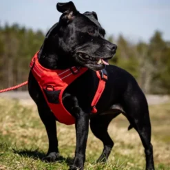 Feel Active Training Hundesele Rød