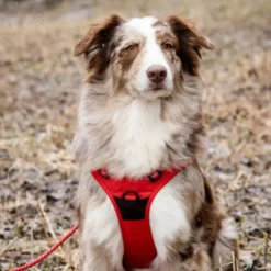 Feel Active Training Hundesele Rød