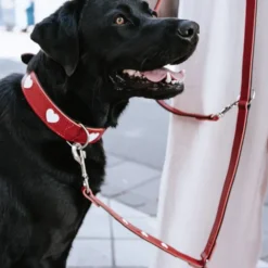 Hunter Collar Love Red