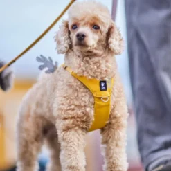 Hurtta Seeker harness honey