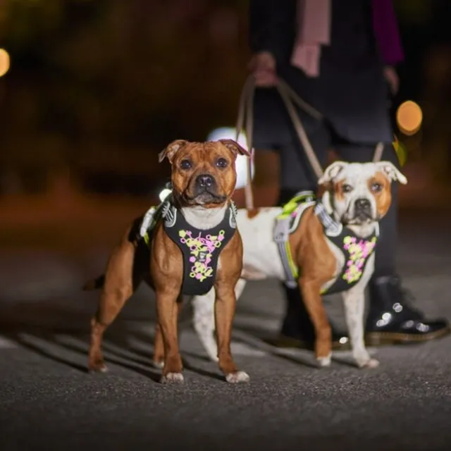 Hurtta Weekend Warrior Hundesele, Neon & Sort