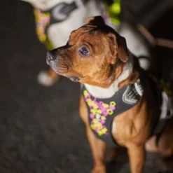 Hurtta Weekend Warrior Neon II Hundesele Svart