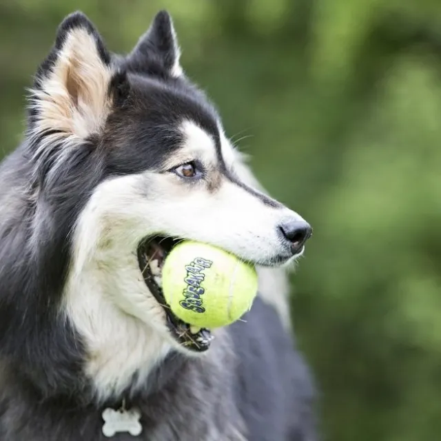 Kong Airdog Squaker Ball med tau, 6 cm