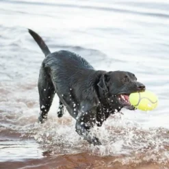 KONG AirDog Squeaker Fotball