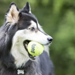 KONG AirDog Squeaker Tennisball