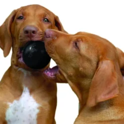 KONG Extreme Ball