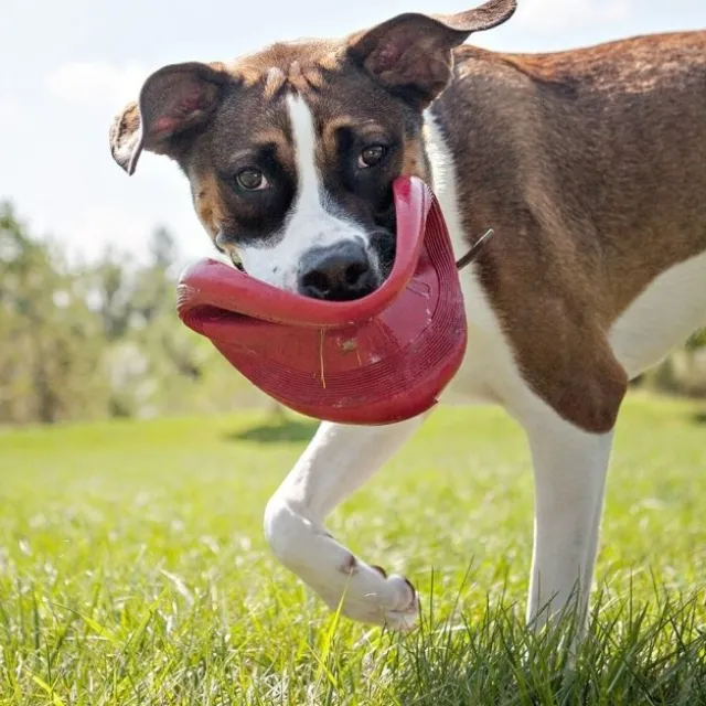 KONG flyer frisbee