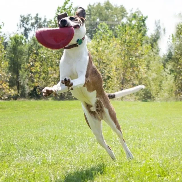 KONG flyer frisbee