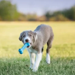 KONG Puppy Goodie Bone,S