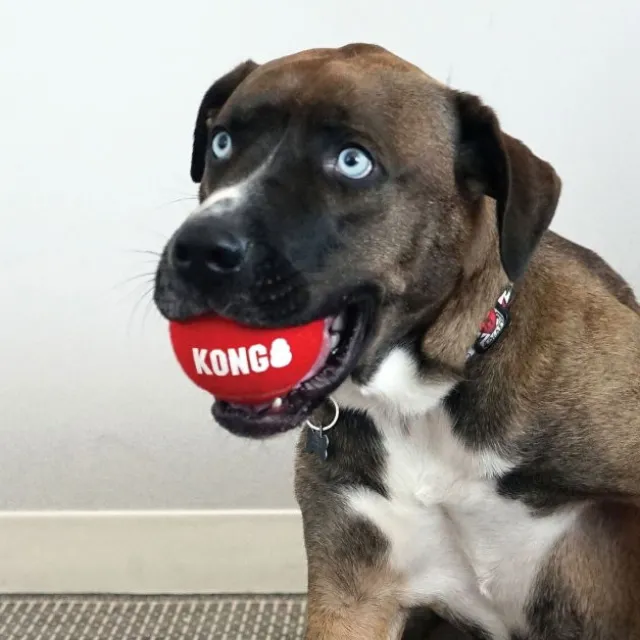KONG Signature Baller S 3-pk