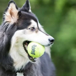 KONG tennisball squeaker
