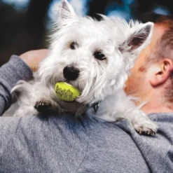 KONG tennisball squeaker