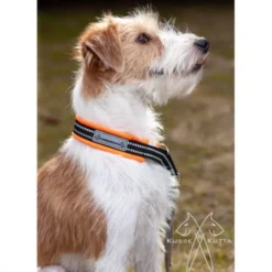 Kusse&Kutta Hundehalsband oransje