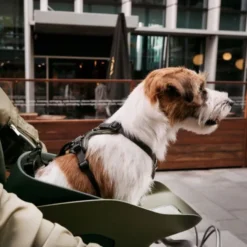 Kvisp Sykkelkurv til Hund med Sele Grå