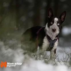 Non-Stop Dogwear Line Hundesele 5.0 Lila
