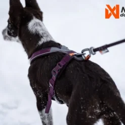 Non-Stop Dogwear Line Hundesele 5.0 Lila