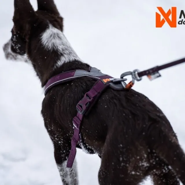 Non-Stop Dogwear Line Hundesele 5.0 Lila