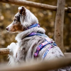 Non-stop Dogwear Trail Quest Rachel Pohl Halsbånd Rosa/Lilla