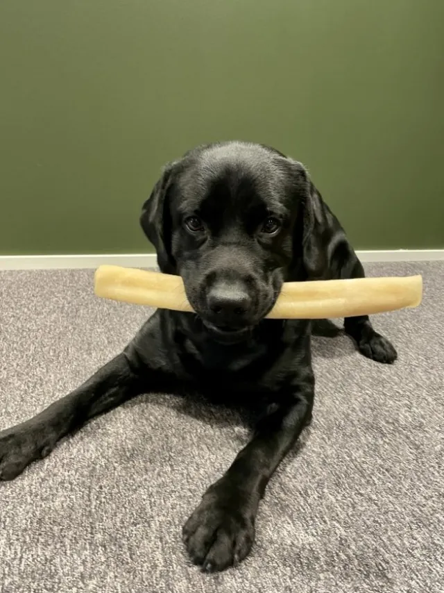 POCCA European Beef Rawhide Tyggerull 37 cm