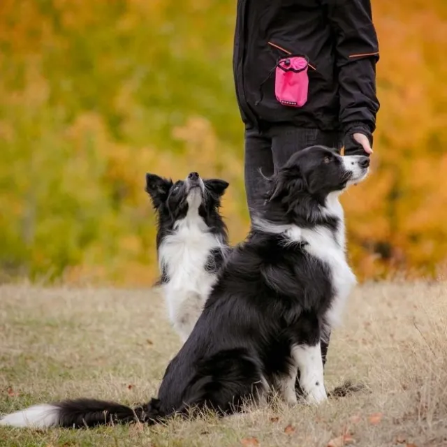 Pro Dog Godbitpose