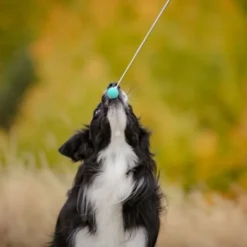 Pro Dog Target Stick mint