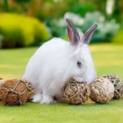 Quapas! Nibble eske med gnagerleker 8 stk
