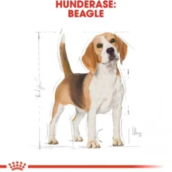Royal Canin Beagle Adult tørrfôr til hund